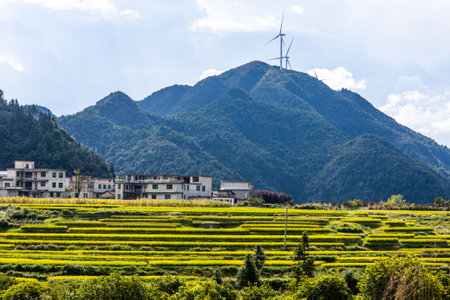 Rice field and wind turbine.