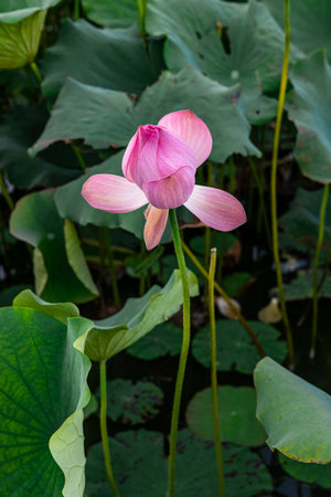 pink lotus flower in the pond and green leaf background.の写真素材
