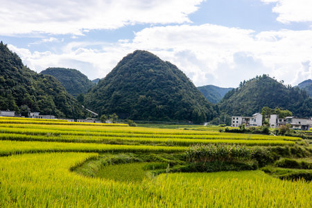Terraced rice field in Yuanyang, Yunnan, China
