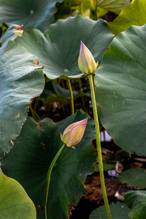 Lotus flower bud in the pond with green lotus leaf.の写真素材