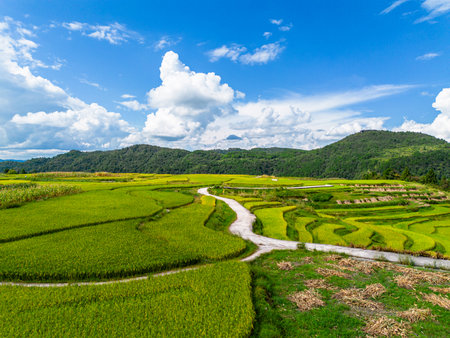 Terraced rice field in Mae Hong Son province, Thailand.の写真素材