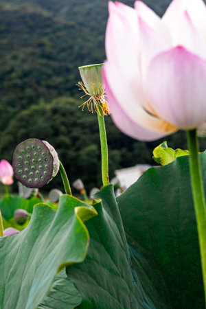 Lotus flower and Lotus flower plants in the pond with mountain backgroundの写真素材