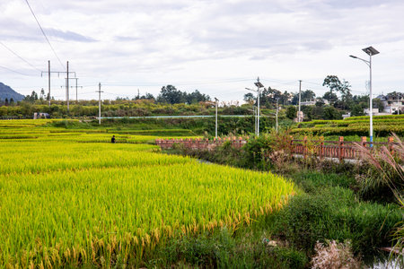 Rice field in Chiangmai province, Northern Thailand.