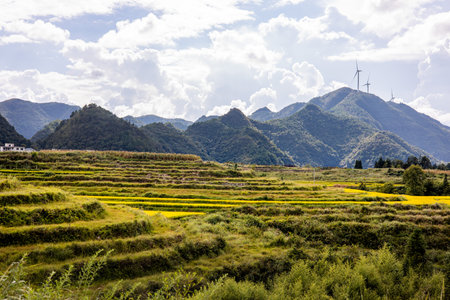 Rice fields and wind turbines in China.