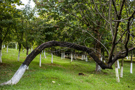 Old tree in the garden.の写真素材