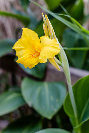 Yellow Canna flower with green leaves in the garden, stock photoの写真素材