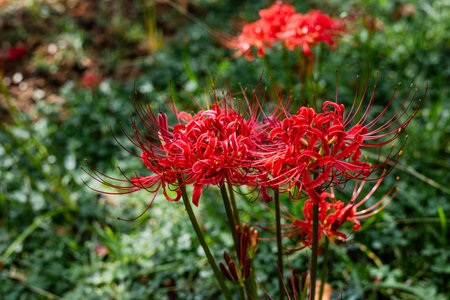 Red spider lily or Lycoris radiata in the gardenの写真素材