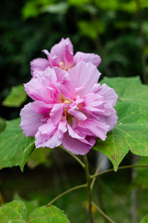 Pink hibiscus flower in the garden with nature background.の写真素材