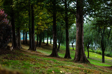 Autumn park with trees and grass in the evening. Beautiful nature background.の写真素材