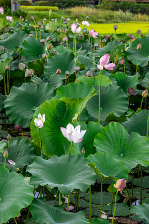 Lotus flower and Lotus flower plants in the pond. Blooming lotus flower.の写真素材