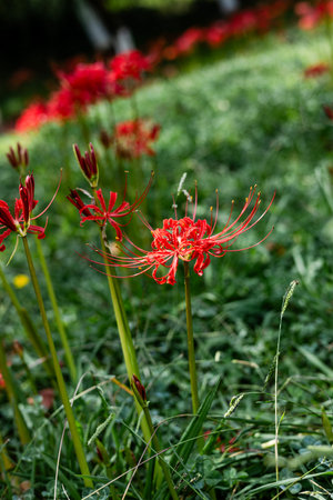 Red spider lily (Lycoris radiata) in the gardenの写真素材