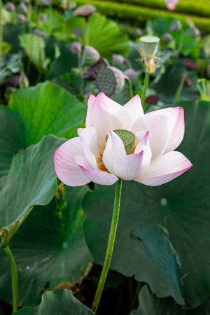 Lotus flower blooming in the pond with green leaves background.の写真素材