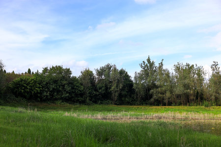 Green meadow and trees under blue sky with clouds in the summerの写真素材