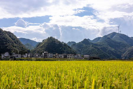Rice field in the north of China, close to Guilinの写真素材