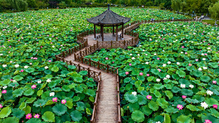 Lotus pond and pavilion in chiangmai, Thailandの素材