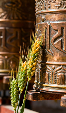 Buddhist prayer wheel and ear of wheat, closeup of photoの素材