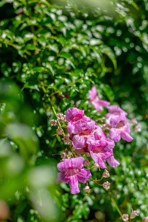 Pink flowers in the garden on a sunny day. Natural background.