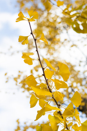 Yellow ginkgo leaves on a tree in autumn, close-up