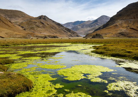 Landscape of green alpine meadows and lake in New Zealandの素材