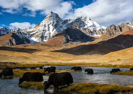 Yak and mountain in Cordillera Huayhuash, Peruの素材