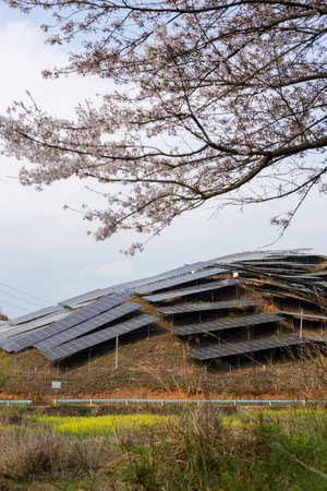 Solar panels and rape blossoms in the countryside, South Korea.