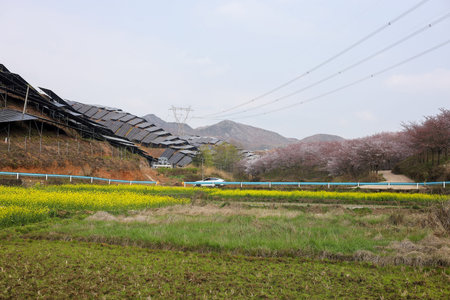 Rape blossoms and kyoto farm in spring, Japan