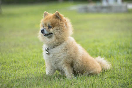 Brown Pomeranian dog is looking with awakeの写真素材