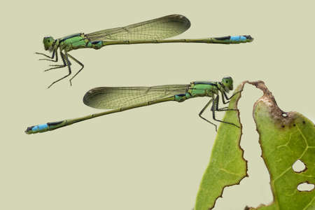 Little Damselfly take a rest on decay leaves, isolated on light green color backgroundの写真素材