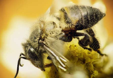 Worker bee sip nectar on the yellow flower