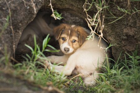 Homeless puppy or Slag dog sleeping in nature looking for adoptionの写真素材