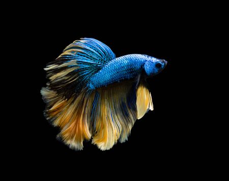 Siamese fighting fish or Half-moon Thai Betta fish in fighting movement, swimming in dark backgroundの写真素材