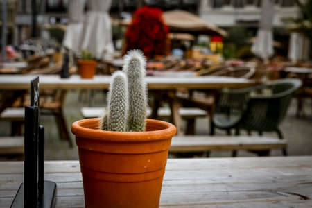 Coleocephalocereus aureus cactus on a outdoor restaurantの写真素材