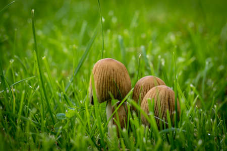Autumn mushroomsの写真素材