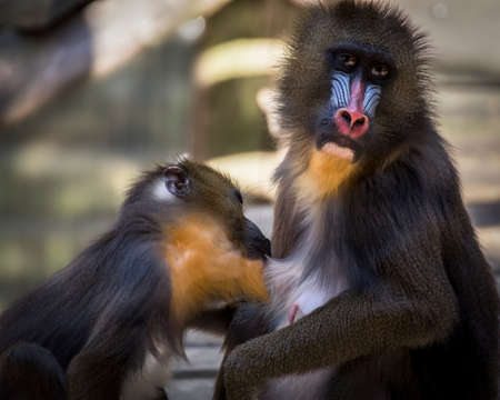 Mandrill monkey feeding her babyの写真素材