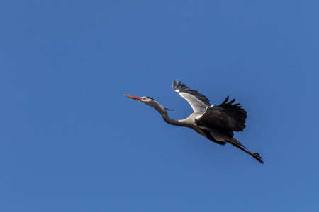 Great blue heron in flightの写真素材