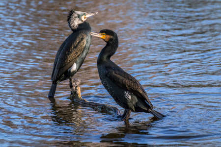 A pair of cormorant birdの写真素材