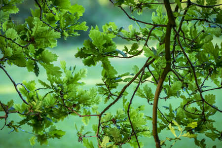 Oak tree leaves and twigsの写真素材