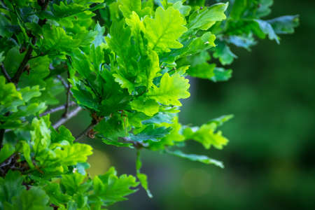 Green oak tree leavesの写真素材