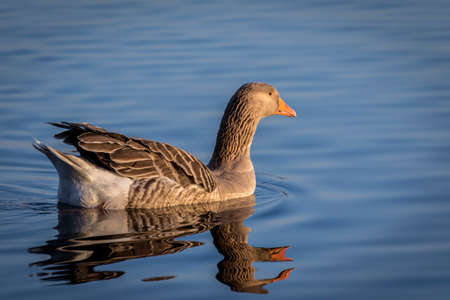 Gray-lag gooseの写真素材