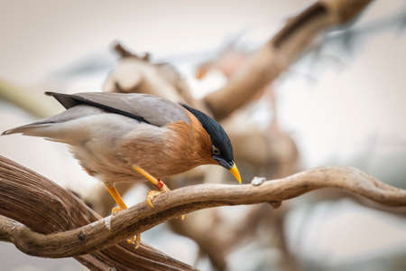 Brahminy starling birdの写真素材