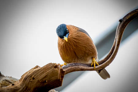 Brahminy starling birdの写真素材