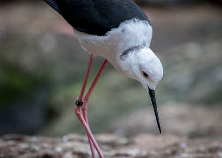 A beautiful stilt birdの写真素材