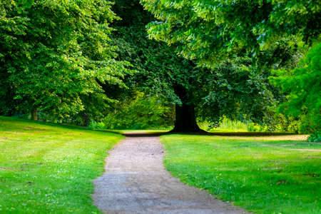 pathway in a green park