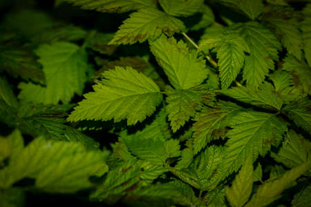 fresh leaf abstract