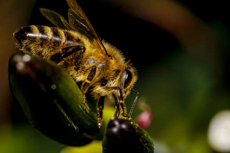 honey bee macro photoの写真素材