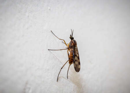 mosquito on a wall close upの写真素材