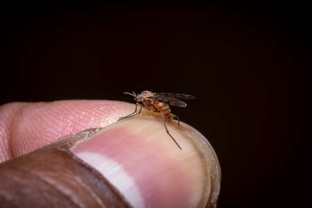 mosquito in a pinch or finger