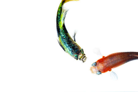 guppy fish over head shot