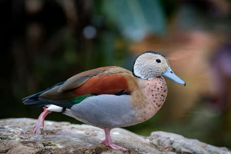 Argentinean duck close up portrait shotの写真素材