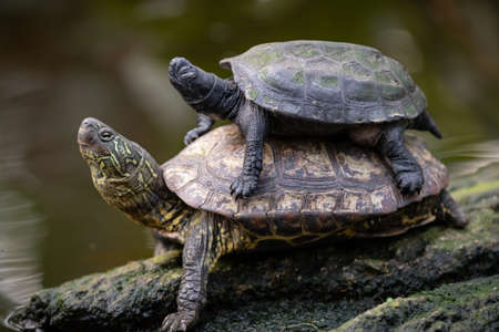 mother and offpring or mud turtle
